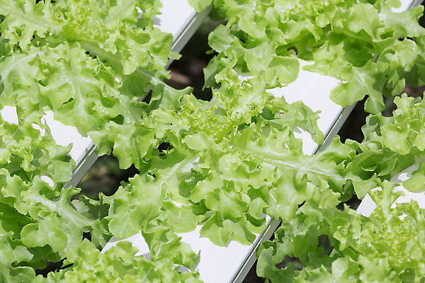 포토 JPG 해외이미지 식물 산업 음식 백그라운드 잎 밭 농업 채소 자연 건강 사람없음 야외 초록색 물 농작물 농장 환경 정원 놀이방 샐러드 성장 신선 상추 유기농 정리 줄서기 해외202004 해외포토 자연요소 웰빙 컬러 모션 생태계 파일형식 이미지허브