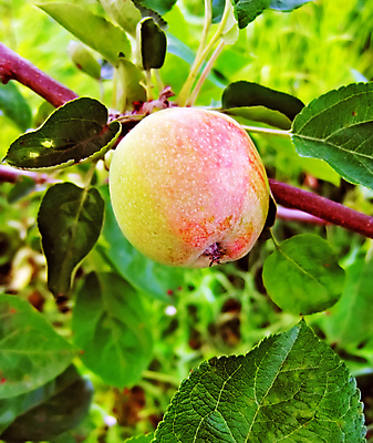 포토 JPG 해외이미지 나무 잎 날씨 따뜻함 그림자 사람없음 빨간색 초록색 여름 농작물 태양 갈색 마을 정원 가을 나뭇가지 시골 원형 투명 그룹 달콤 맛 사과 잼 여의주 해외202004 해외포토 자연요소 도형 식물 계절 컬러 컨셉 농업 과일 소스_음식 파일형식 이미지허브
