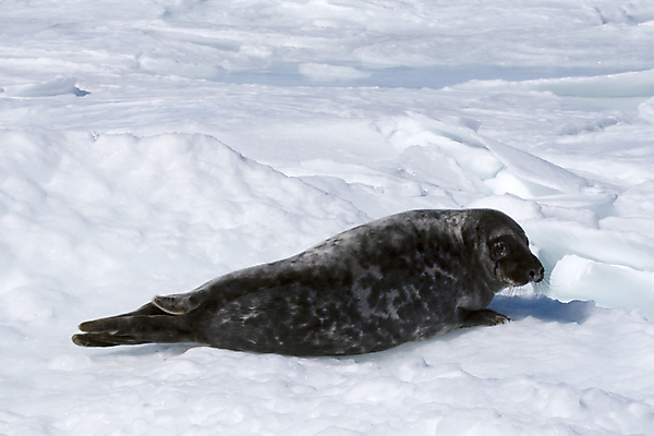 포토 JPG 해외이미지 동물 야생동물 포유류 사람없음 얼음 추위 물개 남극 북극 해외202004 해외포토 자연요소 바다동물 극지방 파일형식 이미지허브
