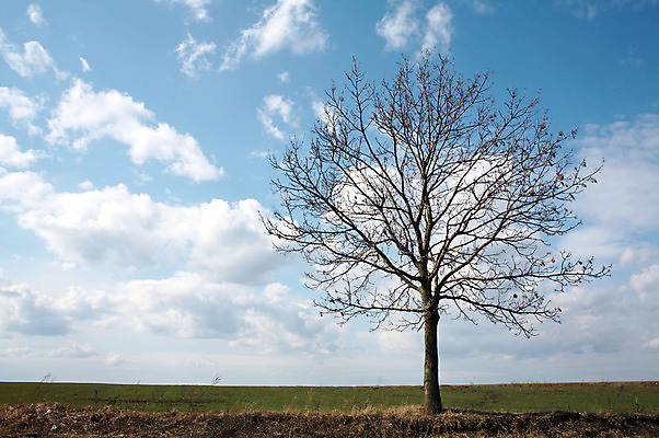포토 JPG 해외이미지 나무 식물 구름 자연 하늘 날씨 사람없음 야외 목재 파란색 우주 흰색 지역 해외202004 해외포토 자연요소 컬러 재료 생태계 파일형식 이미지허브