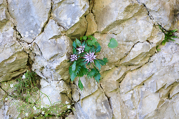 포토 JPG 해외이미지 식물 꽃 자연 산 사람없음 초록색 여름 보라색 이탈리아 벚꽃 바위 개화 알프스 암초 해외202004 해외포토 계절 유럽 컬러 돌_바위 생태계 파일형식 이미지허브
