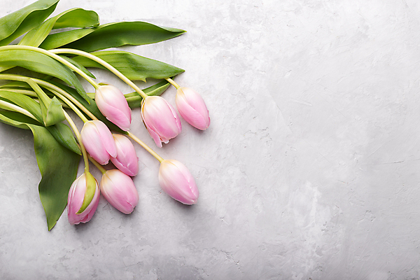 포토 JPG 해외이미지 꽃잎 꽃 분홍색 꽃다발 백그라운드 잎 꽃무늬 자연 휴가 부활절 발렌타인데이 선물 사람없음 장식 초록색 파티 우주 보라색 봄 튤립 벚꽃 흰색 축하 신선 생일 정상 다발 고립 해외202004 해외포토 식물 계절 기념일 컬러 컨셉 무늬 데이이벤트 이벤트 생태계 파일형식 이미지허브