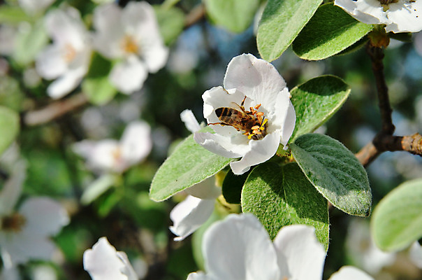 포토 JPG 해외이미지 나무 식물 계절 꽃잎 꽃 분홍색 백그라운드 잎 꽃무늬 농업 자연 하늘 풍경 사람없음 야외 초록색 파란색 태양 정원 봄 벚꽃 흰색 나뭇가지 신선 개화 꿀벌 사과 4월 벌 즐거움 원예 질감 내추럴 해외202004 해외포토 자연요소 감정 산업 컬러 곤충 무늬 과일 취미 날짜 벌_곤충 생태계 파일형식 이미지허브