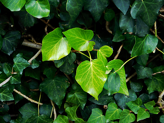 포토 JPG 해외이미지 식물 백그라운드 컨셉 잎 농업 자연 씨앗 사람없음 초록색 햇빛 태양 농장 새싹 정원 맑음 흙 봄 성장 먼지 모종 처음 해외202004 해외포토 자연요소 계절 산업 컬러 날씨 생태계 파일형식 이미지허브