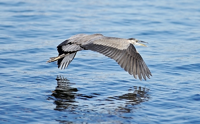 포토 JPG 해외이미지 호수 백그라운드 캐나다 조류 해변 사람없음 빨간색 물 파란색 갈색 미국 놀람 줄무늬 회색 닫기 습지 큼 왜가리 깃털 부식 그림 북쪽 고립 해외202004 해외포토 자연요소 동물 감정 바다 컬러 북아메리카 무늬 모션 표정 크기 방향 파일형식 이미지허브