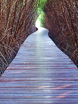포토 JPG 해외이미지 나무 식물 공원 길 줄기 여행 잎 밭 자연 추상 풍경 사람없음 목재 산책로 나뭇가지 죽음 터널 숲 오솔길 아래 아치 장면 목공예 공상 통과 내추럴 깊이 방법 수목 해외202004 해외포토 공공시설 무늬 농업 재료 공예 방향 생태계 위치 파일형식 이미지허브