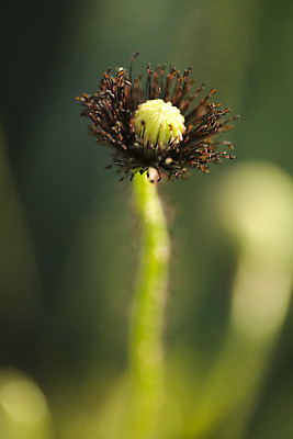 포토 JPG 해외이미지 나무 구름 밭 농업 자연 하늘 풍경 사람없음 목재 초록색 파란색 태양 농장 농촌 4월 시리얼 양귀비 폴란드 평야 해외202004 해외포토 자연요소 식물 꽃 유럽 산업 음식 컬러 재료 시골 날짜 생태계 파일형식 이미지허브