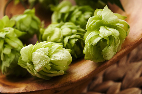 포토 JPG 해외이미지 식물 계절 음료 음식 줄기 잎 농업 자연 맥주 사람없음 장식 초록색 약 흰색 나뭇가지 신선 닫기 맛 약초 허브 심볼 묘사 싱글 성분 원뿔 내추럴 고립 밭일 양조장 영원 억울 해외202004 해외포토 도형 나무 감정 산업 컬러 컨셉 의학 모션 주류 풀_식물 생태계 파일형식 이미지허브