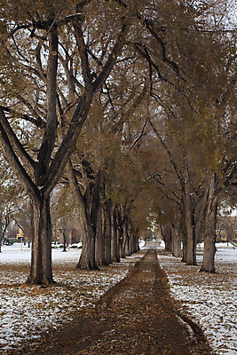 포토 JPG 해외이미지 나무 공원 잎 겨울 사람없음 갈색 노란색 가을 흰색 오솔길 대학교 폭풍 콜로라도 해외202004 해외포토 식물 계절 공공시설 길 컬러 학교 날씨 미국 파일형식 이미지허브