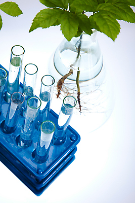 포토 JPG 해외이미지 식물 실내 실험 사람없음 액체 화학 실험실 플라스크 시험관 흰배경 비커 유리관 화학실험 시험관대 해외202004 해외포토 과학 백그라운드 실험기구 내부 흰색 파일형식 이미지허브