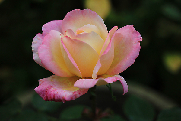 포토 JPG 해외이미지 식물 꽃 분홍색 꽃다발 결혼 백그라운드 컨셉 자연 결혼식 사랑 사람없음 장식 장미 노란색 배열 묘사 파스텔톤 해외202004 해외포토 감정 컬러 이벤트 생태계 파일형식 이미지허브