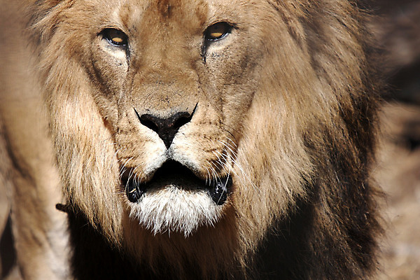 포토 JPG 해외이미지 동물 남자 야생동물 줄기 포유류 아프리카 자연 휴식 동물원 종류 사람없음 야외 옆모습 머리 환경 고양이 코트 시골 황무지 닫기 사자 그늘 사파리 시력 사냥 육식동물 갈기 사냥꾼 멸종 사자자리 서식지 내추럴 리갈 이국적 포식 해외202004 해외포토 식물 직업 나라 뷰포인트 컨셉 모션 사람 신체부위 반려동물 외투 별자리 생태계 파일형식 이미지허브