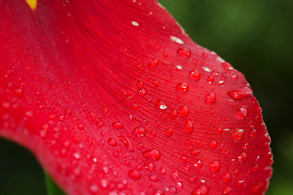 포토 JPG 해외이미지 나무 식물 계절 꽃잎 꽃 백그라운드 잎 꽃무늬 패턴 밭 오렌지 자연 추상 부활절 사람없음 야외 빨간색 물 여름 빛 햇빛 노란색 정원 침묵 봄 활발 젖음 들꽃 튤립 벚꽃 흰색 인사 신선 액체 떨어짐 이슬 5월 빗방울 질감 장면 해외202004 해외포토 자연요소 기념일 컬러 컨셉 무늬 농업 과일 태양 소리 예절 비_날씨 날짜 생태계 파일형식 이미지허브