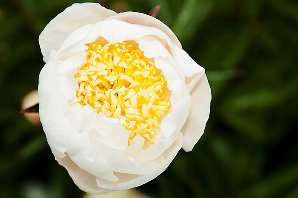 포토 JPG 해외이미지 식물 꽃잎 꽃 줄기 잎 꽃무늬 자연 사랑 사람없음 장식 초록색 정원 봄 벚꽃 신선 개화 다발 원예 캘리포니아 내추럴 작약 해외202004 해외포토 계절 감정 컬러 무늬 취미 미국 생태계 파일형식 이미지허브