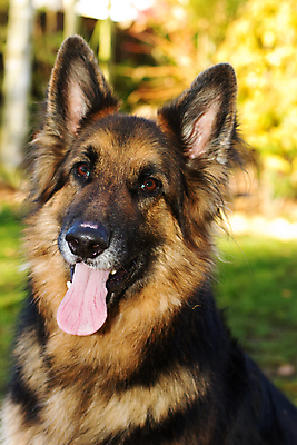 포토 JPG 해외이미지 동물 응시 공원 꽃 백그라운드 포유류 자연 휴가 휴식 친절 주택 건조 경비 사람 사람없음 빨간색 초록색 반려동물 사무실 달리기 노란색 산책 흰색 양 양치기 경찰 개 치아 코 꼬리 보안 귀 양모 고립 기르기 옛날 해외202004 해외포토 식물 직업 시선 공공시설 컬러 컨셉 비즈니스 모션 안전 건물 신체부위 직물 소화기관 보호 생태계 돌봄 파일형식 이미지허브