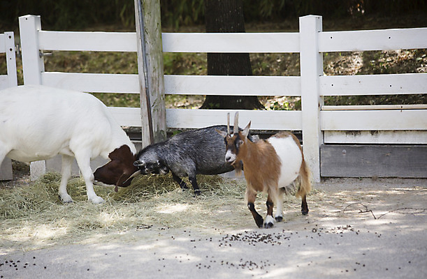 포토 JPG 해외이미지 동물 척추동물 행복 백그라운드 밭 농업 포유류 자연 염소 뿔 건강 서기 풍경 사람없음 야외 여름 반려동물 농장 농경지 갈색 가축 다양 가을 흰색 시골 유머 땅 즐거움 호기심 코 노려봄 찰과상 목가 해외202004 해외포토 계절 감정 산업 컬러 다수 컨셉 모션 표정 신체부위 상처 생태계 파일형식 이미지허브