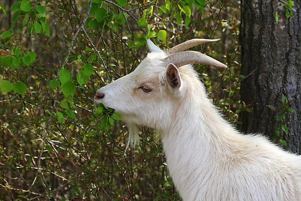 포토 JPG 해외이미지 동물 야생동물 포유류 자연 염소 산 사람없음 야외 반려동물 가축 미니어처 흰색 역사 주식 작음 미니 해외202004 해외포토 컬러 금융 모형 크기 생태계 파일형식 이미지허브