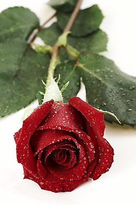 포토 JPG 해외이미지 식물 기념일 꽃잎 꽃 백그라운드 컨셉 자연 휴가 발렌타인데이 선물 사랑 사람없음 빨간색 물 장미 젖음 물방울 이슬 질감 기회 향기 부드러움 해외202004 해외포토 자연요소 감정 컬러 데이이벤트 이벤트 감각 생태계 냄새 파일형식 이미지허브