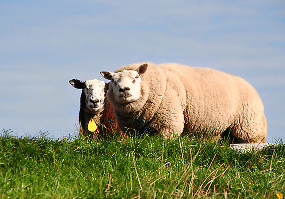 포토 JPG 해외이미지 동물 커플 2 농업 포유류 털 사람없음 농장 농경지 페인트 양 쌍 양모 해외202004 해외포토 산업 관계 직물 파일형식 이미지허브