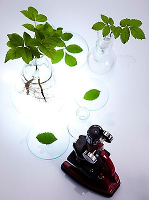 포토 JPG 해외이미지 식물 잎 실내 현미경 실험 사람없음 액체 화학 실험실 플라스크 흰배경 비커 화학실험 샬레 해외202004 해외포토 과학 백그라운드 실험기구 내부 흰색 파일형식 이미지허브