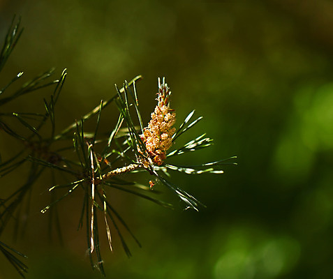 포토 JPG 해외이미지 나무 계절 꽃 자연 씨앗 사람없음 목재 여름 성장 소나무 수분 삼림지대 해외202004 해외포토 식물 재료 숲 생태계 파일형식 이미지허브