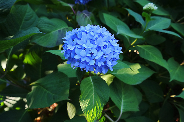 포토 JPG 해외이미지 식물 계절 공원 꽃잎 꽃 잎 꽃무늬 공 자연 종류 사람없음 여름 파란색 컬러풀 정원 벚꽃 신선 개화 그늘 다발 배열 유기농 수국 해외202004 해외포토 웰빙 공공시설 컬러 무늬 생태계 파일형식 이미지허브