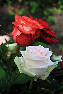 포토 JPG 해외이미지 식물 꽃잎 꽃 분홍색 꽃다발 자연 사람없음 빨간색 초록색 물 장미 젖음 물방울 그늘 배열 꽃집 질감 해외202004 해외포토 자연요소 컬러 상점 생태계 파일형식 이미지허브