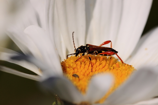 포토 JPG 해외이미지 동물 꽃잎 꽃 곤충 안테나 사람없음 빨간색 노란색 프랑스 정상 수분 딱정벌레 묘사 꽃가루 꽃수술 생태학 해외202004 해외포토 식물 교육 유럽 컬러 통신 가루 파일형식 이미지허브