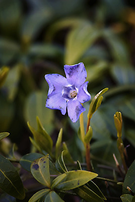 포토 JPG 해외이미지 식물 꽃 유럽 잎 자연 북유럽 노르웨이 풍경 사람없음 야외 봄 닫기 삼림지대 스칸디나비아 해외202004 해외포토 계절 나라 모션 숲 생태계 파일형식 이미지허브