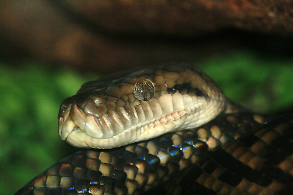 포토 JPG 해외이미지 동물 야생동물 사람없음 호주 아래 해외202004 해외포토 오세아니아 방향 위치 파일형식 이미지허브