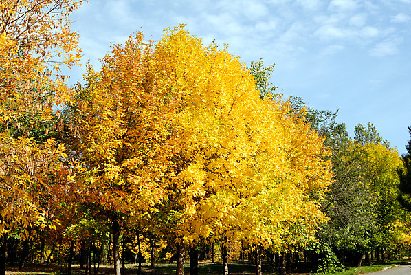 포토 JPG 해외이미지 나무 공원 백그라운드 단풍 낙엽 잎 자연 하늘 풍경 사람없음 야외 빨간색 빛 햇빛 태양 노란색 가을 나뭇가지 숲 10월 해외202004 해외포토 자연요소 식물 계절 공공시설 컬러 날짜 생태계 파일형식 이미지허브