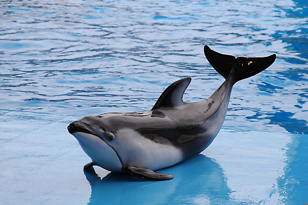 포토 JPG 해외이미지 동물 계절 행복 야생동물 바다 여행 포유류 가족 자연 놀이 사랑 어류 사람없음 물 파란색 빛 점프 수중 수영 시간 최고 닫기 떨어짐 서커스 연습 돌고래 꼬리 쇼 지느러미 태평양 수족관 연극 지능 스타일 해외202004 해외포토 자연요소 감정 컬러 컨셉 관계 모션 문화예술 수중동물 수상스포츠 생태계 파일형식 이미지허브