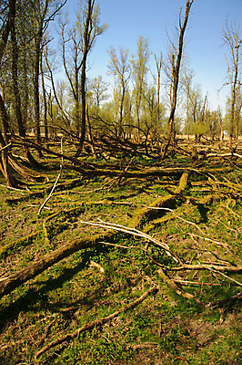 포토 JPG 해외이미지 나무 자연 하늘 이끼 사람없음 야외 목재 초록색 파란색 떨어짐 숲 해외202004 해외포토 식물 컬러 컨셉 재료 생태계 파일형식 이미지허브