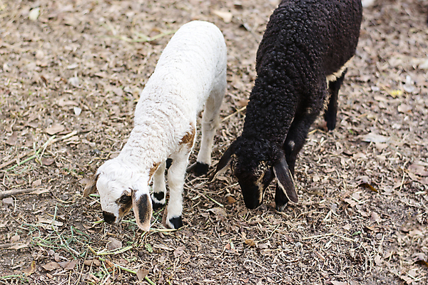 포토 JPG 해외이미지 동물 농업 포유류 가족 자연 휴식 털 서기 풍경 사람없음 야외 여름 환경 검은색 가축 침묵 흰색 시골 양 그룹 군중 장면 양고기 양모 숨기 특별함 해외202004 해외포토 계절 산업 컬러 컨셉 관계 모션 육류 사람 소리 직물 생태계 파일형식 이미지허브