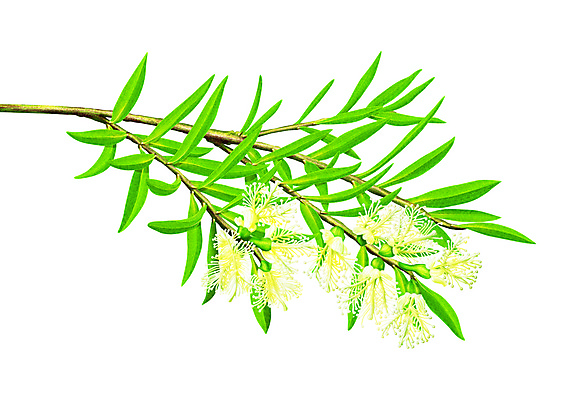 포토 JPG 해외이미지 식물 꽃 줄기 잎 일러스트 자연 경사 사람없음 장식 초록색 갈색 노란색 새싹 환경 정원 봄 성장 나뭇가지 신선 개화 닫기 작음 묘사 오브젝트 원예 내추럴 미니 그리너리 해외202004 해외일러스트 나무 계절 컬러 모션 취미 크기 생태계 파일형식 트랜드컬러 이미지허브