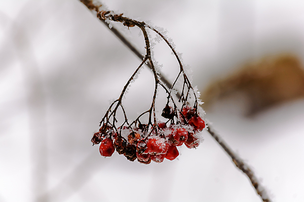 포토 JPG 해외이미지 나무 식물 구름 디자인 계절 공원 열매 음식 여행 백그라운드 크리스마스 겨울 과일 자연 하늘 표면 날씨 풍경 사람없음 야외 목재 빨간색 빛 갈색 환경 정원 냉동 얼음 검은색 추위 흰색 나뭇가지 숲 서리 장면 층 내추럴 해외202004 해외포토 자연요소 공공시설 기념일 컬러 재료 생태계 파일형식 이미지허브
