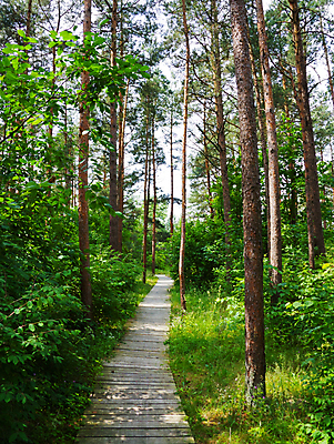포토 JPG 해외이미지 나무 공원 길 여행 잎 자국 자연 거리 풍경 사람없음 야외 목재 초록색 여름 농장 걷기 마을 정원 맑음 봄 산책 하이킹 시골 숲 오솔길 땅 장면 교외 해외202004 해외포토 식물 계절 공공시설 컬러 농업 재료 모션 레저 날씨 휴식 생태계 파일형식 이미지허브