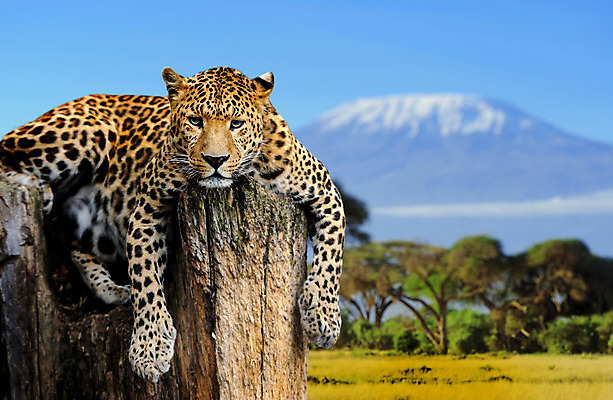 포토 JPG 해외이미지 나무 동물 응시 공원 얼굴 야생동물 포유류 아프리카 자연 친절 산 수염 털 사람없음 야외 노란색 환경 검은색 고양이 분노 점 황무지 닫기 치아 숲 위험 큼 모피 사파리 속도 육식동물 사냥꾼 표범 재규어 힘찬 해외202004 해외포토 식물 직업 시선 공공시설 감정 나라 컬러 컨셉 모션 신체부위 반려동물 소화기관 크기 생태계 파일형식 이미지허브