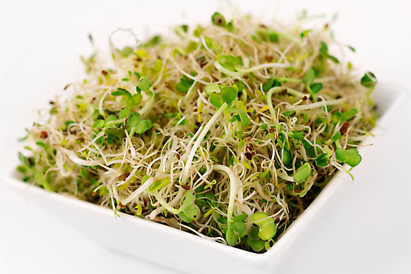 포토 JPG 해외이미지 식물 음식 자연 씨앗 사람없음 초록색 컬러풀 성장 유기농 건강식 총각무 해외202004 해외포토 웰빙 컬러 무 생태계 파일형식 이미지허브