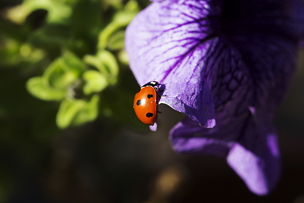 포토 JPG 해외이미지 식물 계절 꽃잎 꽃 야생동물 곤충 백그라운드 꽃무늬 농업 자연 해바라기 사람없음 빨간색 여름 컬러풀 햇빛 태양 노란색 정원 맑음 봄 흰색 신선 원형 개화 선택 유기농 원예 질감 생물학 무당벌레 꽃가루 내추럴 기르기 해외202004 해외포토 자연요소 도형 동물 웰빙 교육 산업 컬러 컨셉 무늬 날씨 취미 가루 생태계 돌봄 파일형식 이미지허브