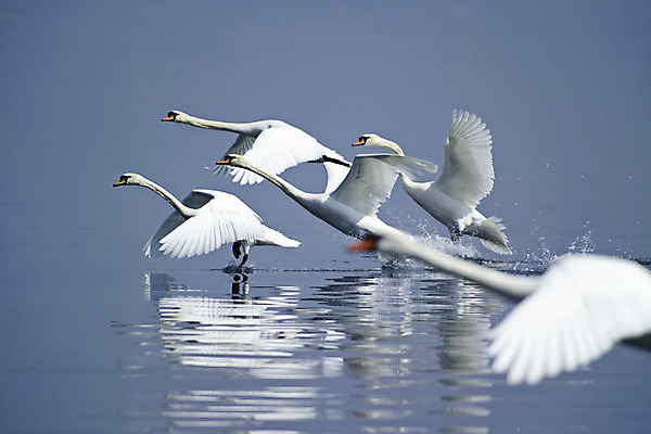 포토 JPG 해외이미지 모양 동물 커플 호수 야생동물 날개 자연 조류 아침 풍경 사람없음 야외 물 파란색 강 반사 평화 일출 검은색 수영 안개 흰색 황무지 우아함 깃털 백조 장면 목 내추럴 단아함 해외202004 해외포토 주간 자연요소 컬러 컨셉 관계 날씨 신체부위 노을 수상스포츠 생태계 파일형식 이미지허브