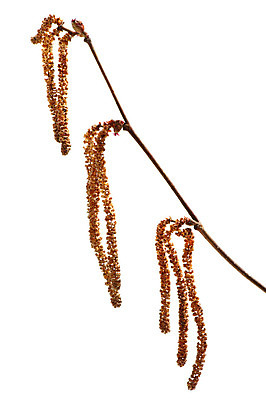 포토 JPG 해외이미지 나무 식물 계절 줄기 백그라운드 꽃무늬 자연 부활절 새로움 매달리기 사람없음 세로 노란색 봄 활발 벚꽃 나뭇가지 개화 그룹 꽃가루 자작나무 해외202004 해외포토 기념일 꽃 컬러 컨셉 무늬 모션 가루 생태계 파일형식 이미지허브