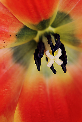 포토 JPG 해외이미지 식물 계절 꽃잎 꽃 꽃무늬 오렌지 자연 부활절 사람없음 컬러풀 검은색 사진촬영 봄 활발 튤립 벚꽃 신선 오픈 센터 꽃집 그림 원예 꽃가루 꽃수술 해외202004 해외포토 기념일 컬러 컨셉 무늬 과일 취미 상점 촬영 가루 생태계 파일형식 이미지허브