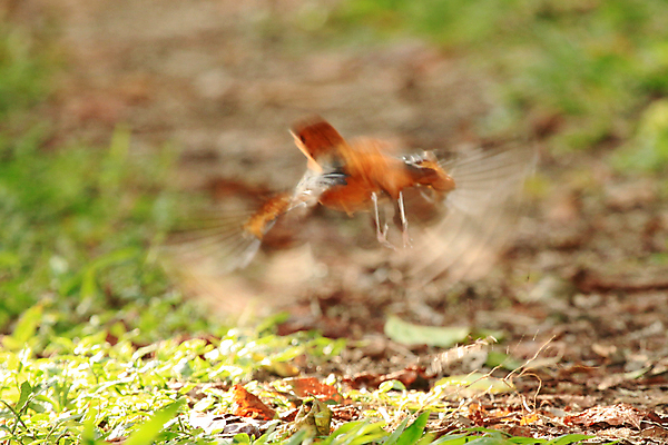 포토 JPG 해외이미지 동물 호수 야생동물 여행 오렌지 아프리카 조류 종류 사람없음 검은색 행운 보호 습지 작음 사파리 지역 멀리 서식지 내추럴 개발 우간다 해외202004 해외포토 나라 컬러 컨셉 과일 크기 파일형식 이미지허브