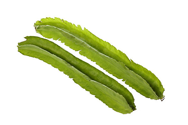 포토 JPG 해외이미지 음식 농업 날개 다이어트 채소 자연 콩 건강 사람없음 초록색 신선 4 닫기 먹기 유기농 날것 각도 내추럴 고립 식용 채식주의자 해외202004 해외포토 웰빙 산업 컬러 모션 곡류 숫자 생태계 채식 파일형식 이미지허브