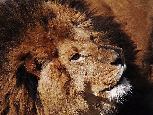 포토 JPG 해외이미지 동물 1 응시 남자 야생동물 포유류 아프리카 성인 사람없음 옆모습 세로 고양이 힘 사막 닫기 위험 사자 큼 싱글 갈기 사자자리 서식지 표범 남쪽 내추럴 구성 칼라하리 해외202004 해외포토 시선 나라 뷰포인트 컨셉 모션 사람 반려동물 별자리 크기 방향 파일형식 이미지허브