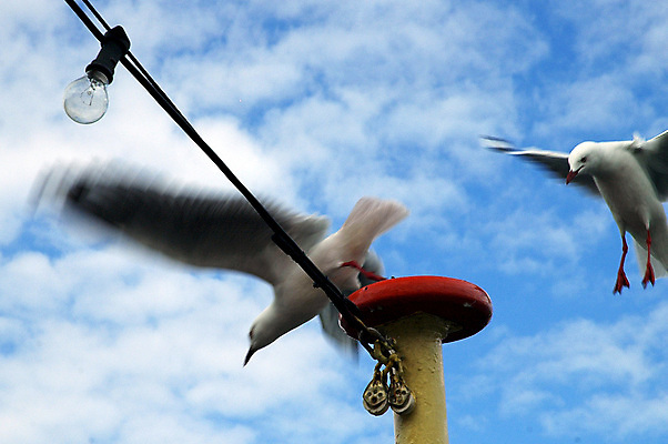 포토 JPG 해외이미지 야생동물 바다 여행 자연 갈매기 조류 휴가 사람없음 물 서핑 깃털 서퍼 무료 해외202004 해외포토 자연요소 동물 운동선수 수상스포츠 생태계 파일형식 이미지허브