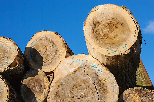 포토 JPG 해외이미지 나무 산업 종이 패턴 공장 자연 불 벽돌 사람없음 목재 치료 쌓기 에너지 시골 반지 소나무 뜨거움 원형 막대기 널 주식 숲 장작 자르기 벽난로 날것 수납 자원 잡동사니 흙더미 다리찢기 내추럴 벌목 수목 화상 해외202004 해외포토 자연요소 도형 식물 무늬 재료 장신구 공업 의학 모션 금융 흙 상처 생태계 파일형식 더미 이미지허브