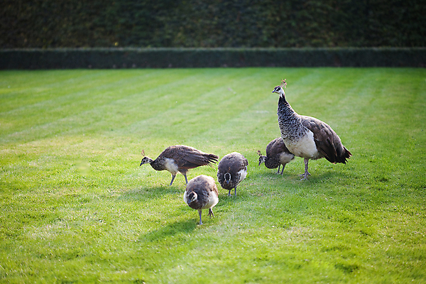 포토 JPG 해외이미지 동물 전통 응시 공원 남자 야생동물 패턴 자연 조류 기술 동물원 사람없음 가로 초록색 파란색 머리 걷기 축제 활발 의식 공작 깃털 어깨 꼬리 부리 보여주기 꿩 짝짓기 멀티 이국적 해외202004 해외포토 시선 공공시설 컬러 컨셉 무늬 모션 사람 신체부위 생태계 파일형식 이미지허브