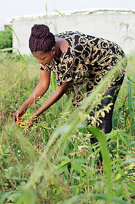 포토 JPG 해외이미지 토마토 한명 사람 농장 수집 숙성 해외202004 해외포토 1 농업 채소 파일형식 이미지허브